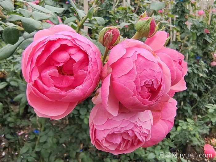 艾拉绒球月季Pomponella(图1)