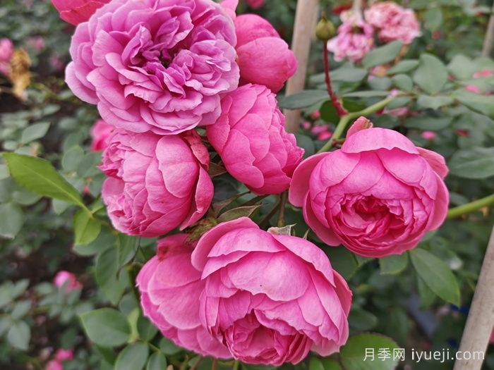 艾拉绒球月季Pomponella(图4)