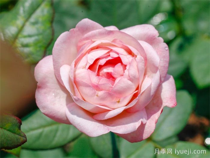 草莓杏仁饼月季Strawberry Macaron(图2) 草莓杏仁饼月季Strawberry Macaron(图2)