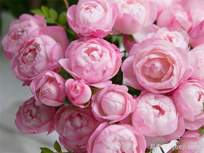 草莓杏仁饼月季Strawberry Macaron(图1) 草莓杏仁饼月季Strawberry Macaron(图1)