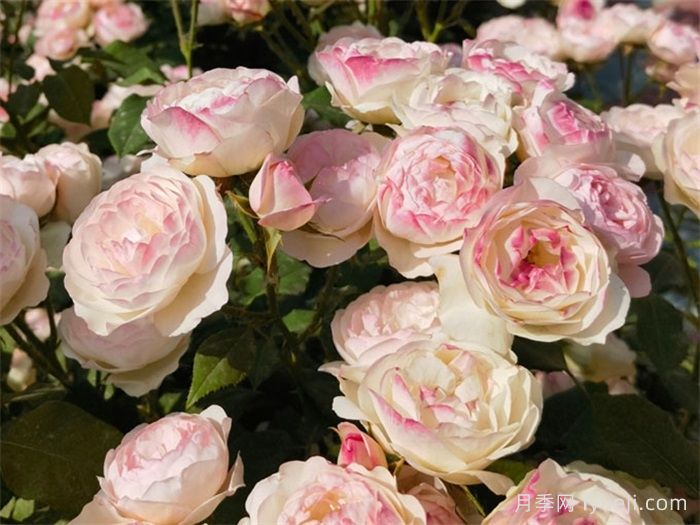 草莓杏仁饼月季Strawberry Macaron(图3) 草莓杏仁饼月季Strawberry Macaron(图3)