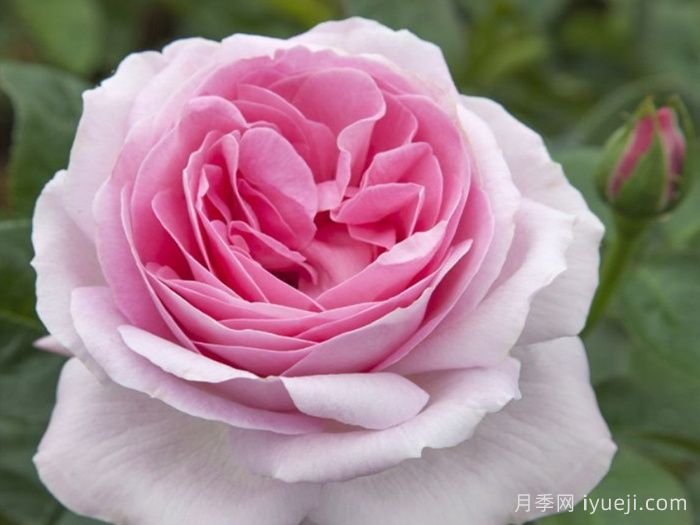 粉色尤里卡月季/粉色尤瑞卡/粉红发现Pink Eureka(图1) 粉色尤里卡月季/粉色尤瑞卡/粉红发现Pink Eureka(图1)
