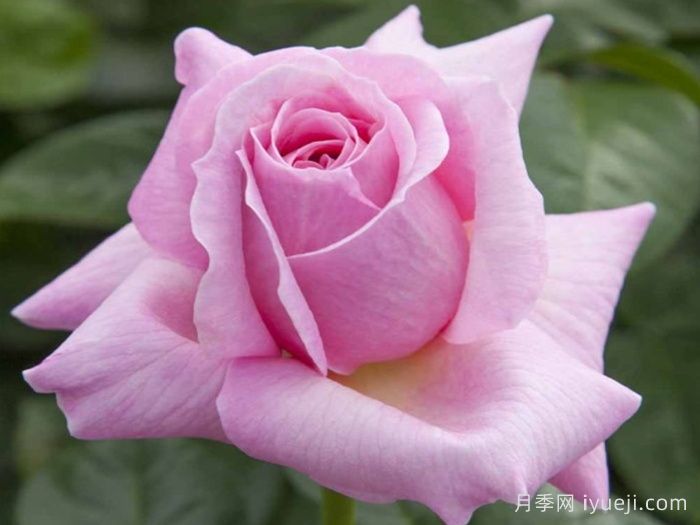 粉色尤里卡月季/粉色尤瑞卡/粉红发现Pink Eureka(图2) 粉色尤里卡月季/粉色尤瑞卡/粉红发现Pink Eureka(图2)