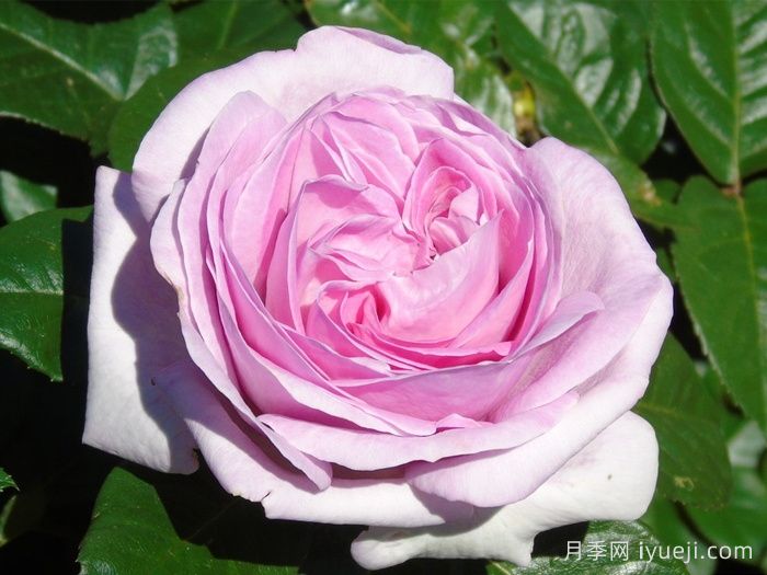 粉色尤里卡月季/粉色尤瑞卡/粉红发现Pink Eureka(图3) 粉色尤里卡月季/粉色尤瑞卡/粉红发现Pink Eureka(图3)