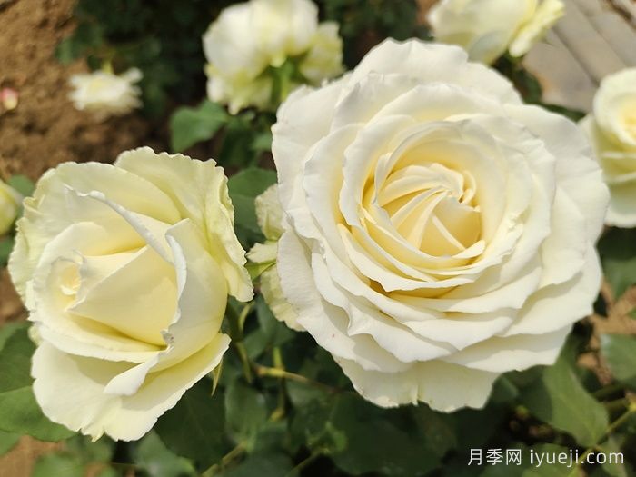 坦尼克月季Tineke(图2)