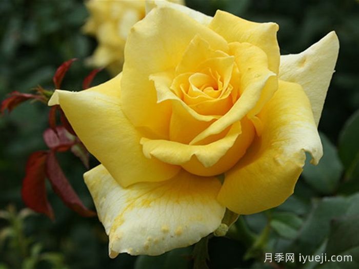 金徽章月季Golden Emblem(图2)