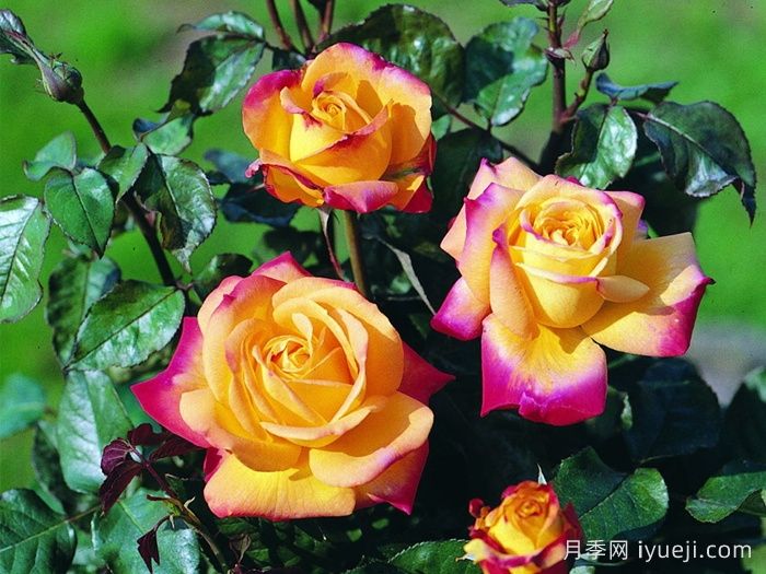 电子表月季/电钟Funkuhr(图3)