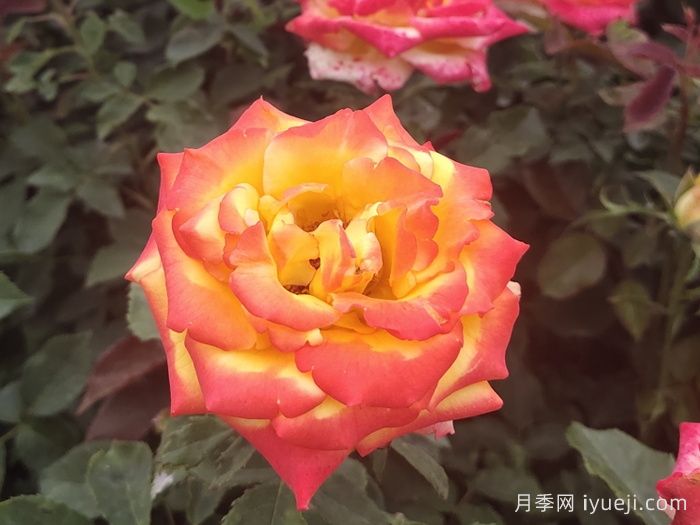 电子表月季/电钟Funkuhr(图4)