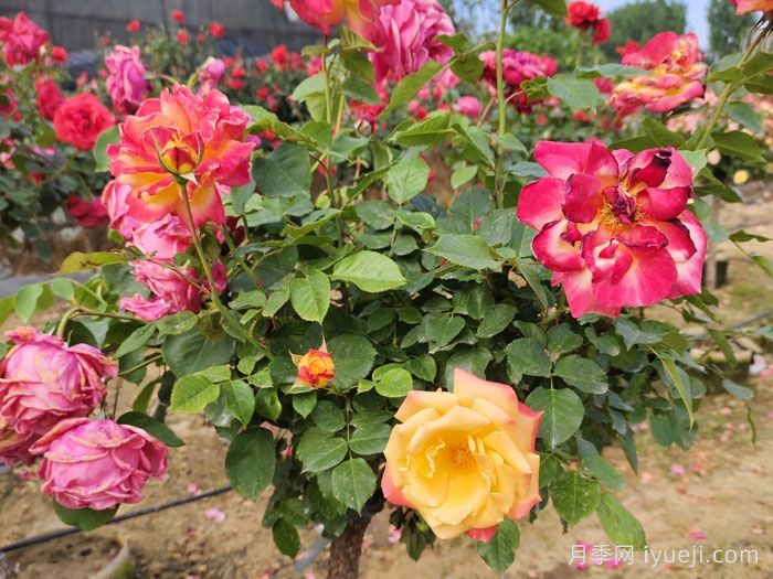 电子表月季/电钟Funkuhr(图6)