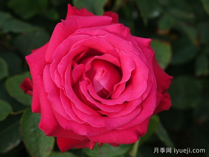 亚历克红月季/亚力克红Alecs Red(图2)