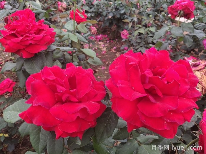 亚历克红月季/亚力克红Alecs Red(图6)