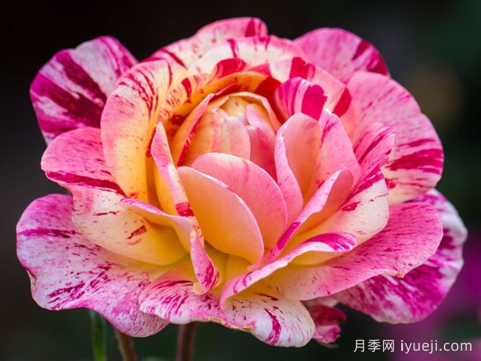 全美魔术月季All American Magic(图4)