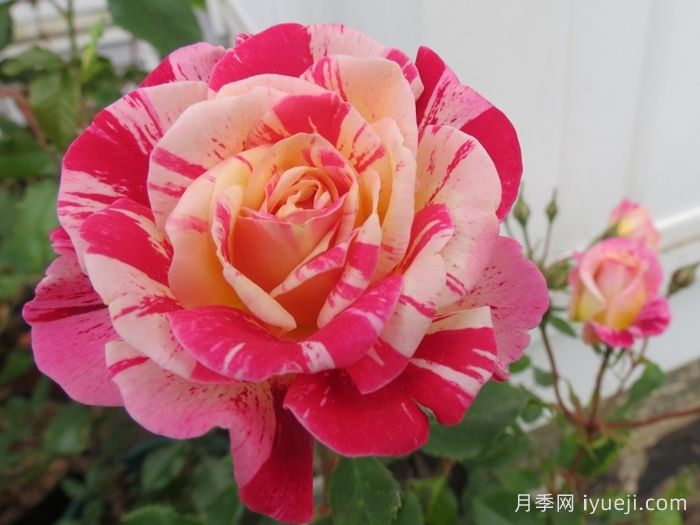 全美魔术月季All American Magic(图3)