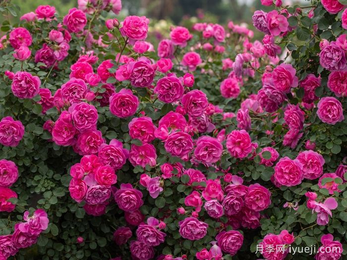 快板月季/欢快乐章/欢乐乐章Allegro(图5)