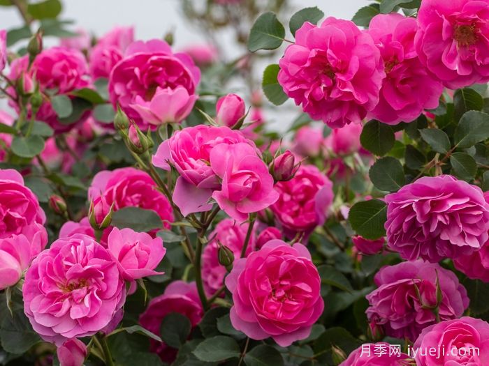 快板月季/欢快乐章/欢乐乐章Allegro(图3)