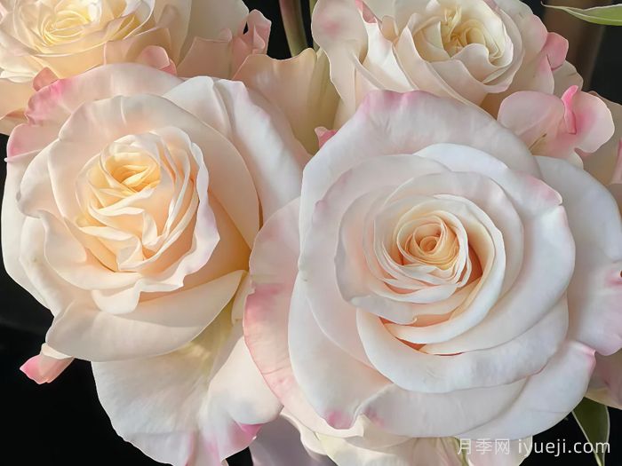 辛西娅月季Cynthia(图1)