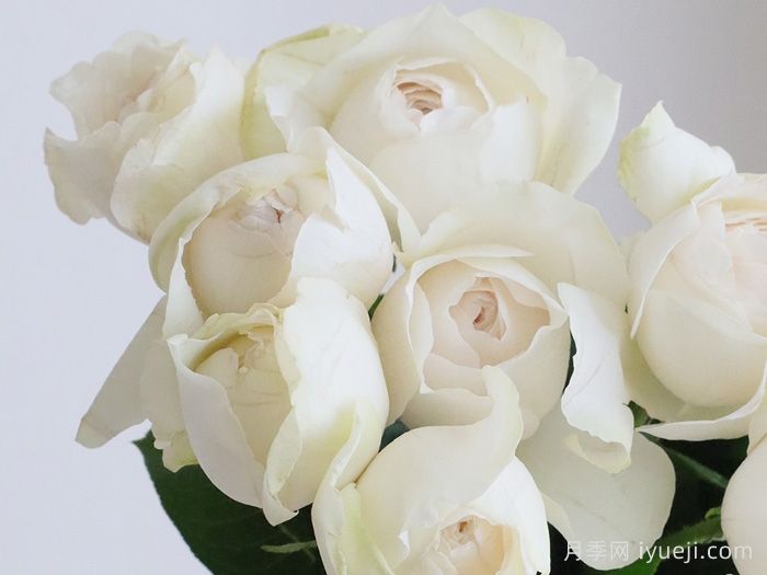 白色糖果月季Bonbon Blanc(图1)