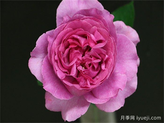 伊芙卡尔曼月季/伊芙卡门Yves Kalman(图1)