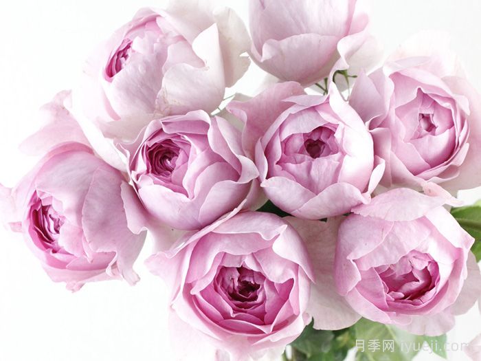 伊芙火焰月季Flamme Flambe(图1)