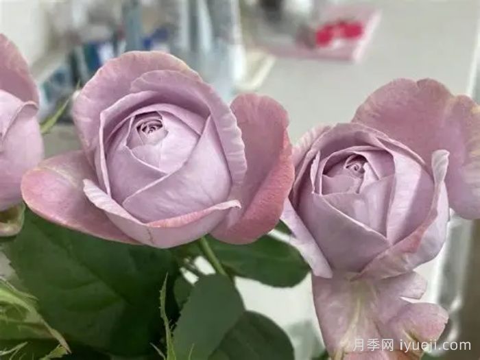 淡紫色棉花糖月季Mauve Gy Mauve(图1)