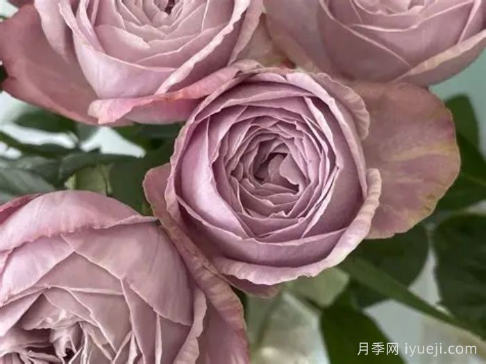 淡紫色棉花糖月季Mauve Gy Mauve(图2)