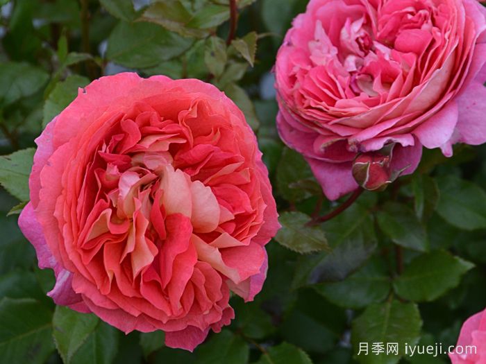 阿尔戈英雄月季Argonauts(图2)