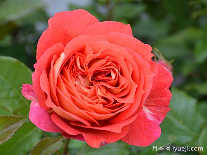 阿尔戈英雄月季Argonauts(图1)