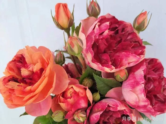 火莲果汁月季Fire lotus Juicy Terrazza(图1)