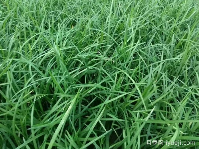 庭院十大经典地被植物(图1) 庭院十大经典地被植物(图1)