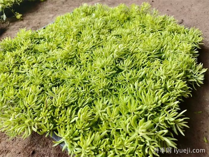 庭院十大经典地被植物(图2) 庭院十大经典地被植物(图2)