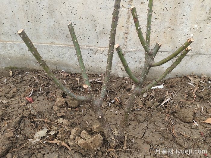 地栽月季什么时候追肥？冬季施肥要及时(图1)