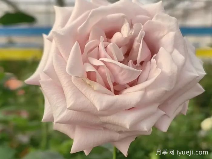 云南新品种月季征名，娇龙遥遥**！(图1)