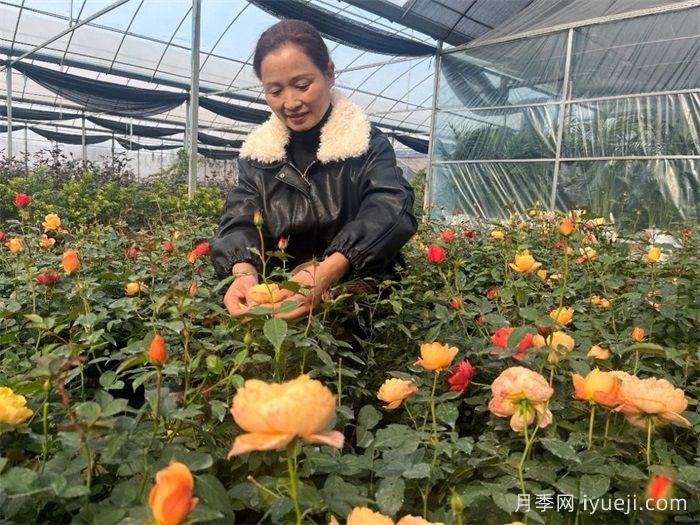 湖北麻城：玫瑰女王杨锦芬的振兴梦(图2)