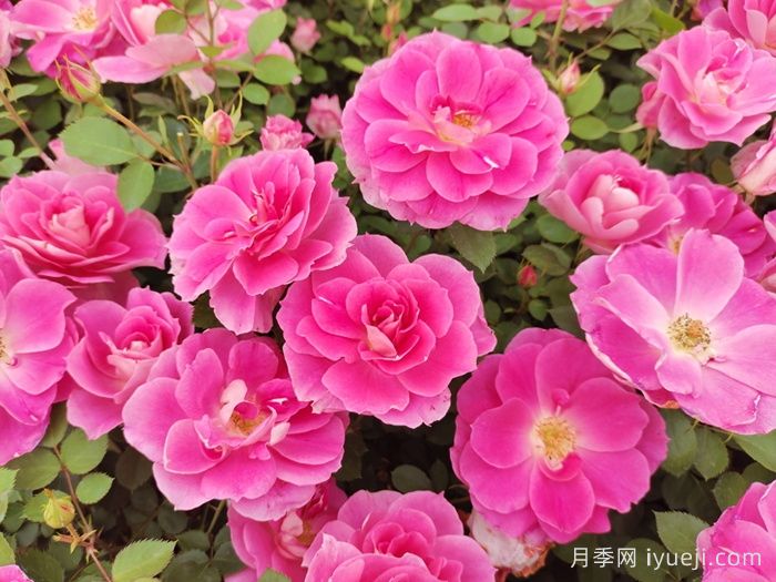 推荐抗病耐雨淋的低维护月季品种(图1)