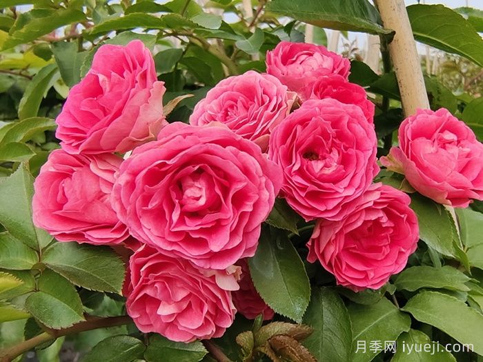 胭脂扣月季(图1)