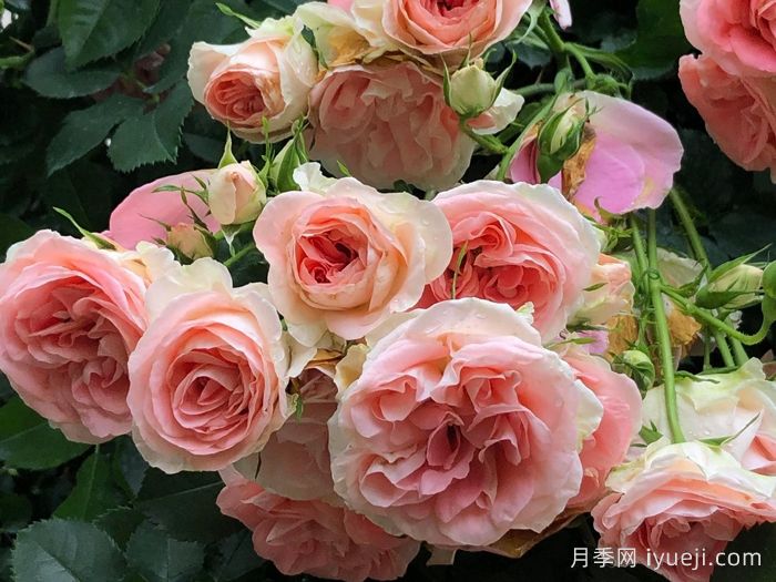 纨绔子弟月季/法国小姐月季(图1)