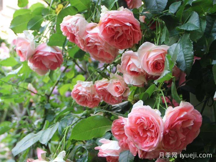 纨绔子弟月季/法国小姐月季(图3)