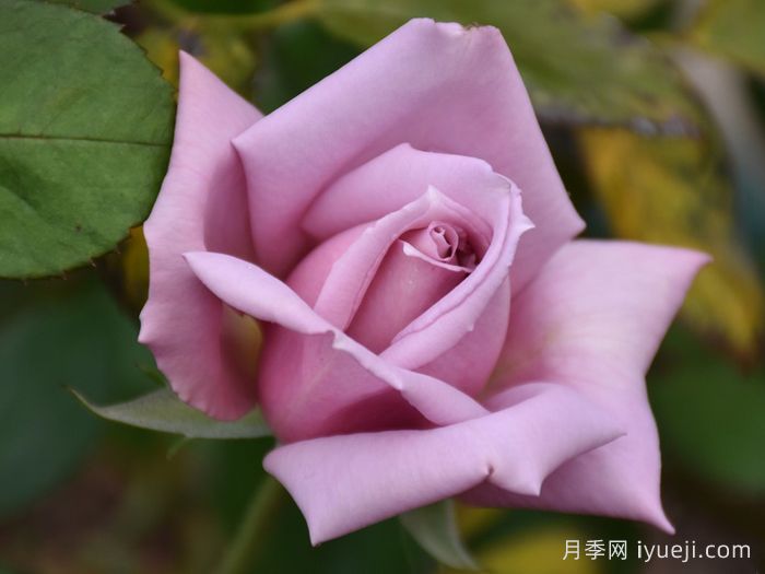 X小姐月季Lady X(图1)