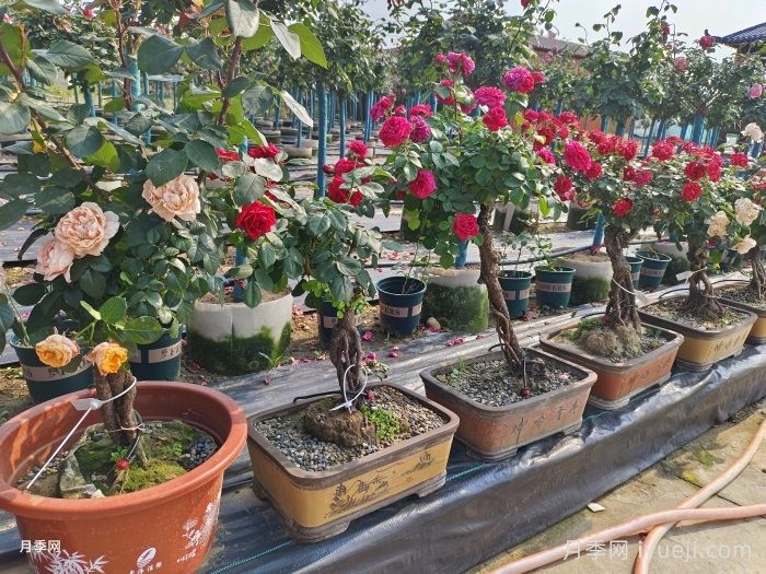 月季，四季开花的阳台皇后(图1)