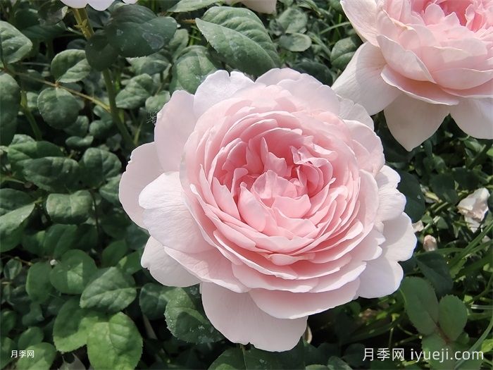 适应北京的15种无刺少刺月季推荐(图1)