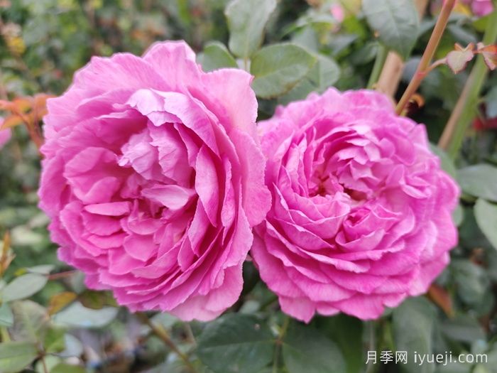 适应北京的15种无刺少刺月季推荐(图2)