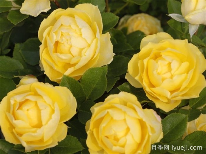 适应北京的15种无刺少刺月季推荐(图3)