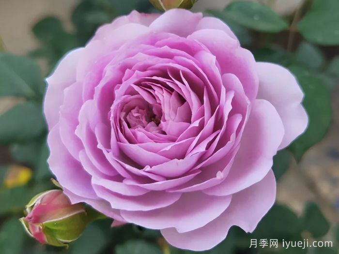 青金石月季Lapis Lazuli(图1)