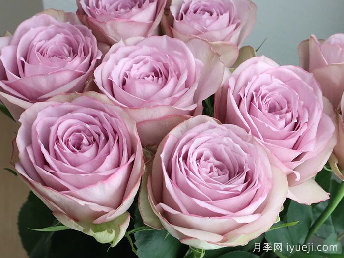 紫丁香月季/丁香经典月季Lilac Classic(图1)