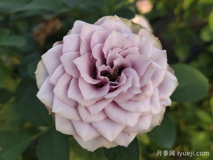 紫丁香月季/丁香经典月季Lilac Classic(图3)