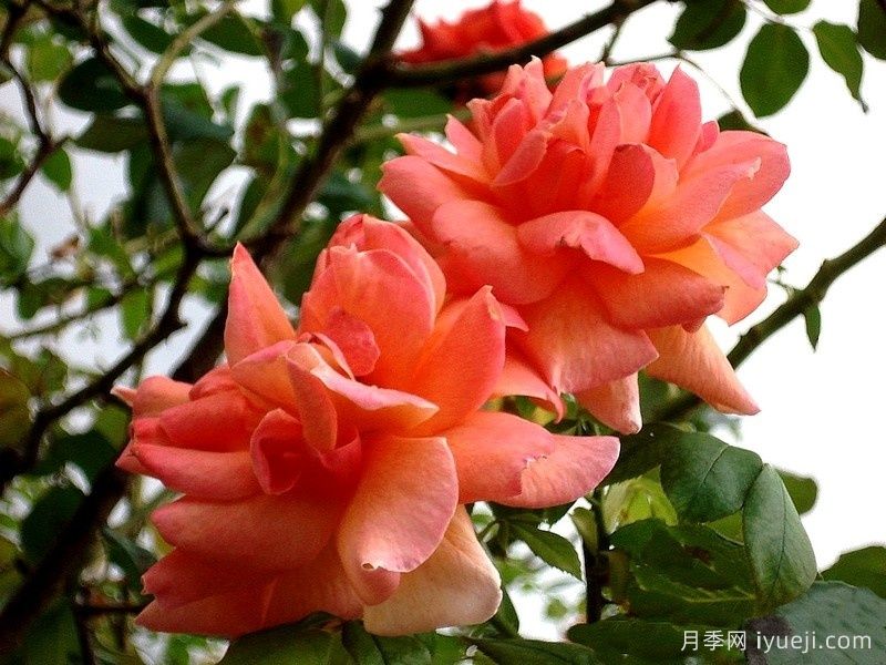 藤本贝蒂娜月季/登山者贝蒂娜月季Grimpant Bettina(图2)