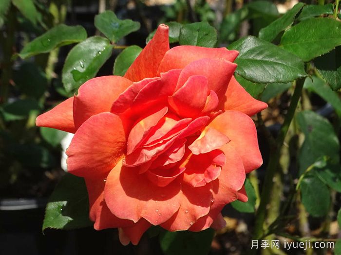 贝蒂娜月季Bettina1935(图1)