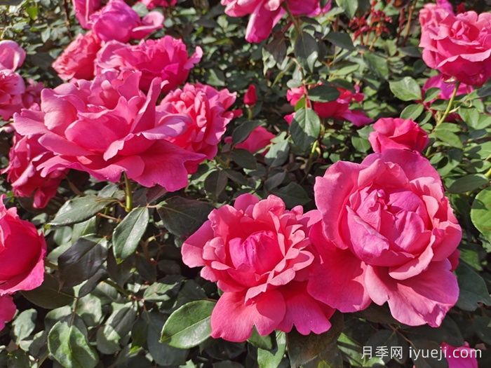 南阳市月季国家林木种质资源库用途和意义(图1)