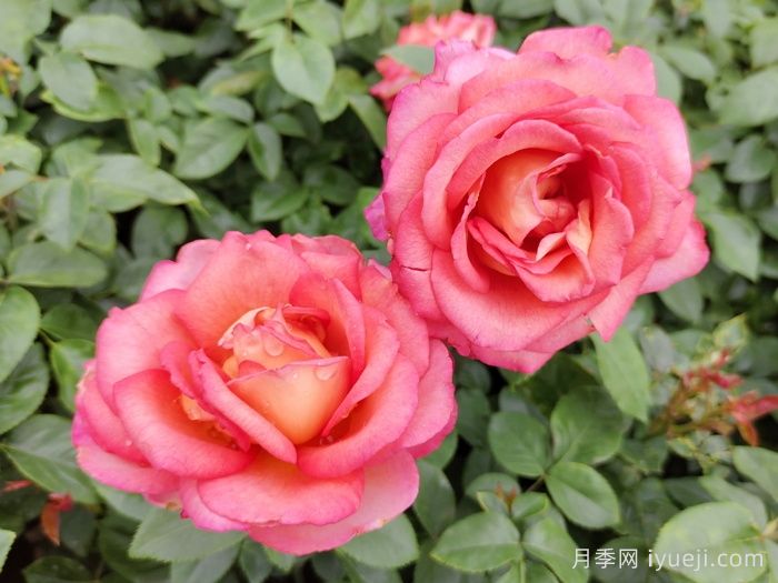 月季当选为烟台市的市花(图1)