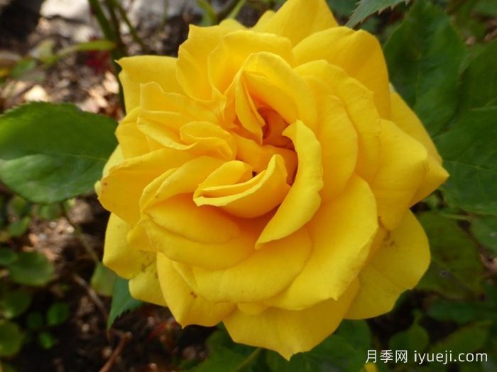 阳光少女柯德娜月季Sunmaid Kordana(图1)